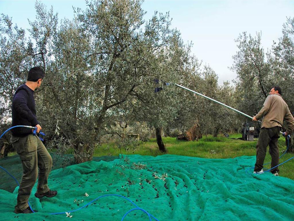 Agriturismo Borgo Dell'Aschetto Villa Marina di Cerveteri Phòng bức ảnh